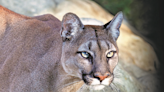 Mountain lion sighted near Yucca Loma School in Apple Valley