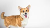 Corgi’s Confusion Over Human’s New Exercise Ball Is So On-Brand