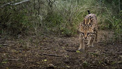 Are there more ocelots in Texas than estimated? What to know about the endangered cats