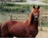 Morgan horse