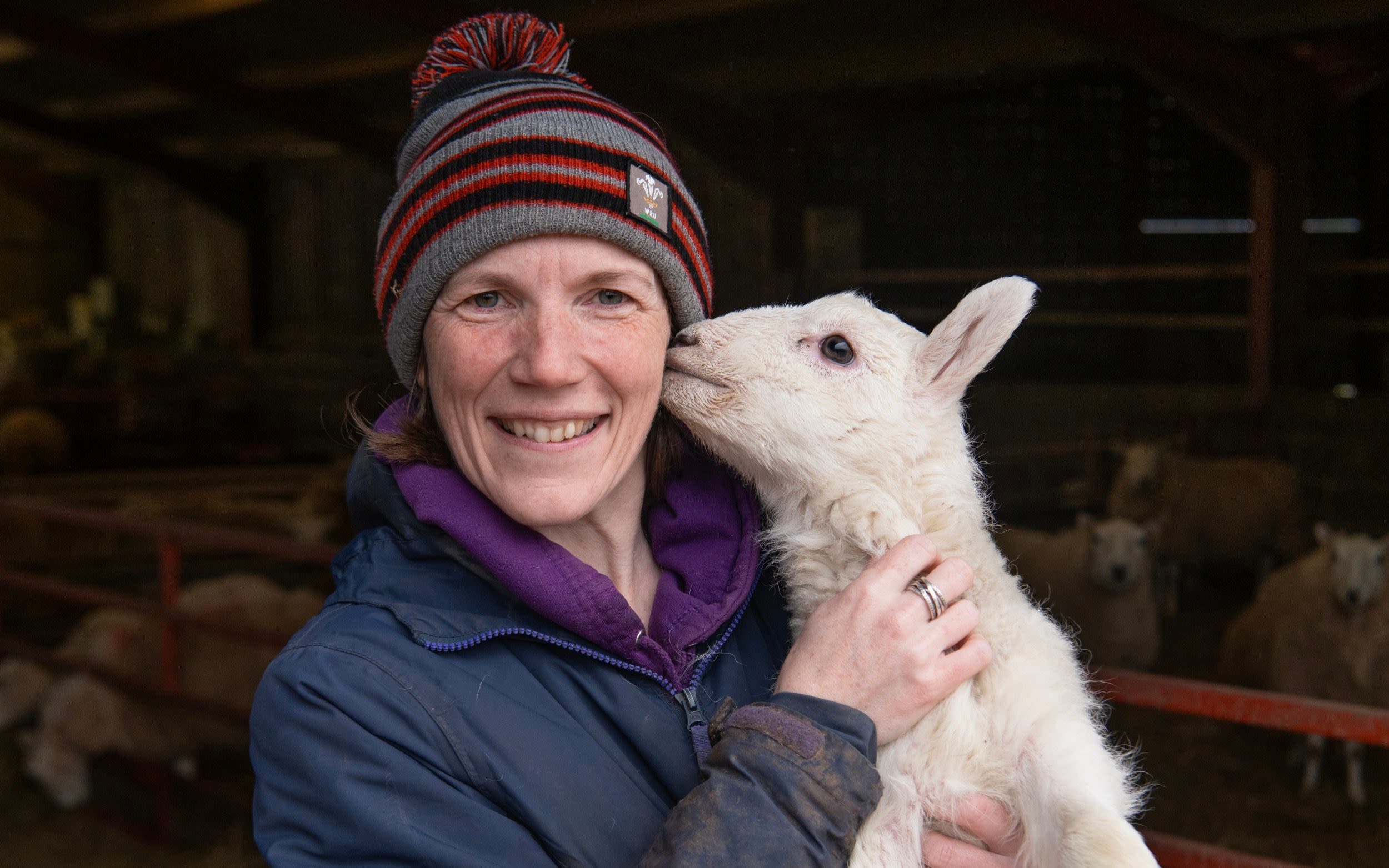 How this lambing season became the worst on record