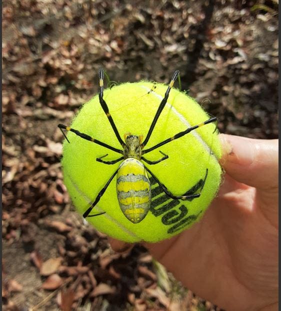 Was that a Joro spider I saw in Westchester? What we learned about how they get around