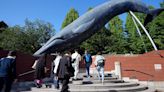 Japan’s Fisheries Agency seeks to allow commercial catching of fin whales, stirring conservation concerns