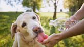 Recomendaciones para proteger a tus mascotas del agua contaminada en Benito Juárez