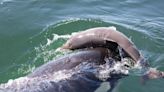 ¿Por qué las orcas acosan y matan a las marsopas sin comérselas? Científicos plantean hipótesis