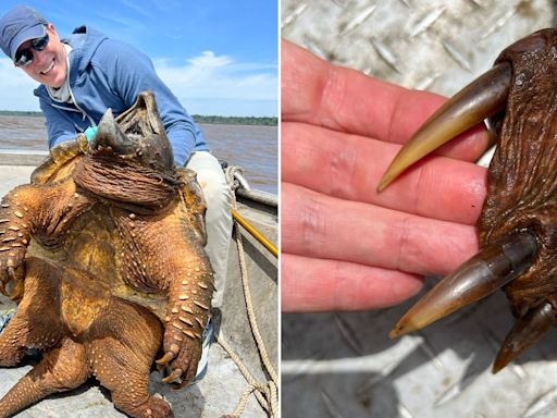 Fisherman hooks prehistoric 200-pound alligator snapping turtle before catching monster alligator gar