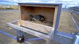 Peregrine falcons hatch from MSU Fisheries and Wildlife Club's nest box - The State News
