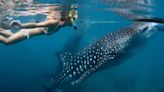 Abrirán viajes para nadar con tiburones ballena en Isla Mujeres, Quintana Roo