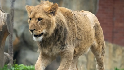 CBS Introduces Africa’s Most ‘Resilient’ Lion Who’s Used Most of His ‘9 Lives'