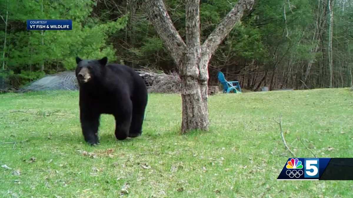 Vermont Fish and Wildlife Mystery Monday: Can you guess why this bear is acting strangely?