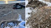 Volunteers frantically clean up hazardous plastic beads found washed onto Lake Tahoe beach