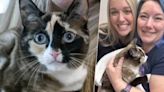 Cat Mistakenly Shipped 621 Miles Away After Crawling into Amazon Parcel