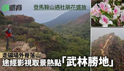 馬鞍山行山｜耀安邨起步登吊手岩、馬鞍頂 沿途賞花打卡華麗杜鵑