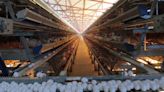 Calor en Tehuacán genera caída en producción de huevo y golpea a avícolas