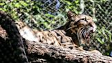 Clouded leopard who escaped at Dallas Zoo is found after enclosure was cut, police say