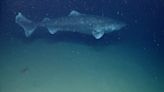 Greenland sharks can live for over 250 years, and scientists want to use their anti-aging secrets to help humans live longer