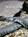 Nandini