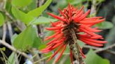 La flor de colorín es comestible: Recetas y uso medicinal