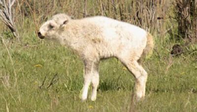 Mystery as rare 'once-in-a-generation' white buffalo VANISHES