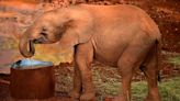 Elephants may be first non-human animals to call each other by names