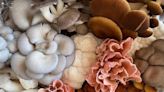 SLO County farms are growing ‘gorgeous’ exotic mushrooms. What’s fueling fungi craze?