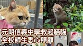 元朗信義中學救起貓貓 全校師生悉心照顧 - 香港動物報 Hong Kong Animal Post