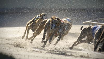 Profits at Greyhound Racing Ireland fell 77% last year