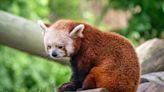 Sampson the red panda comes to the Virginia Zoo