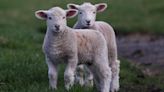 Lambs injured in dog attack as police issue warning
