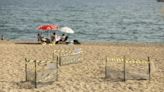 Moonlit scramble across the sand for Turkey's booming baby turtle population