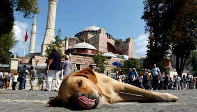 Brits threaten to BOYCOTT Turkey over 'dog massacre' law to 'kill strays'