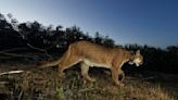 Commissioner proposes increase in mountain lion harvest