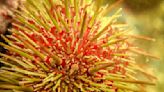 Sea urchins made to order: US scientists make transgenic breakthrough