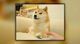網絡迷因 Doge 原型柴犬「Kabosu」去世享年 18 歲 - 流動日報