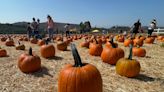 Eco-tip: Here's how to recycle your Halloween pumpkins in Ventura County