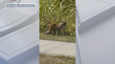 Monkey spotted roaming in Central Florida near Groveland high school - WSVN 7News | Miami News, Weather, Sports | Fort Lauderdale