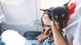 Mascotas no son equipaje: iniciativa que busca condiciones dignas para viajes en avión