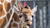 ‘Loving’ mama giraffe gives birth at California zoo. Watch her ‘amazing little’ baby