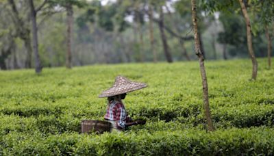 Assam government to construct roads in 800 tea gardens, upgrade infrastructure of 126 govt schools
