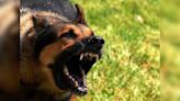 MP Horror: Stray Dogs Attack 2-Year-Old Girl Playing Outside, Tear Her To Death