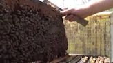 Honey bees' play a crucial role in pollination this time of year