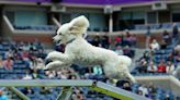 Dock diving event at Westminster Kennel Club Dog Show is a splash