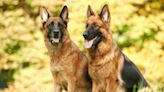 Senior Bonded Pair of German Shepherds Are Touching Hearts with Their Adoption Story