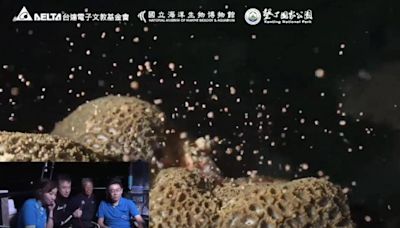 超夢幻！直擊珊瑚產卵大爆發 海底美如星空燦爛