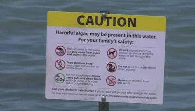 Dog dies after swimming in Lake Tahoe, officials test beaches for toxic algae