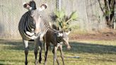 Holiday gift: Endangered zebra foal born on Christmas Day in Tucson zoo