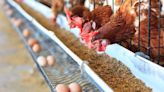 Saudi Arabia bans Brazilian poultry due to outbreak of Newcastle disease