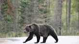 Grizzly, polar, black and pandas: Everything you need to know about bears