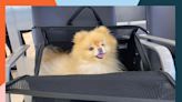 The 9 Best Airline-Approved Pet Carriers of 2024, Tested by Real Pet Parents