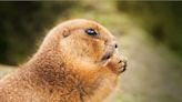 La insólita recomendación de un parque nacional de California para proteger a los vehículos de las marmotas